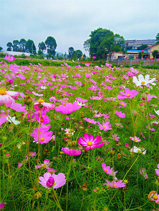 望城区就有一片花海,再也不