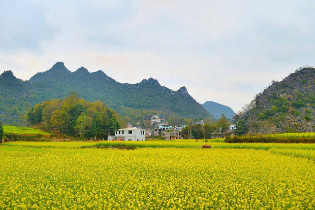 有了兴义万峰林,看油菜花何必非去婺源