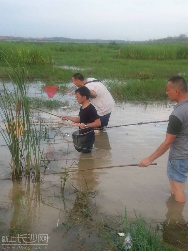 攻略:长沙钓龙虾的地方都在这里了(附龙虾百科