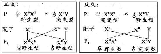 3,关于正交反交的遗传图解