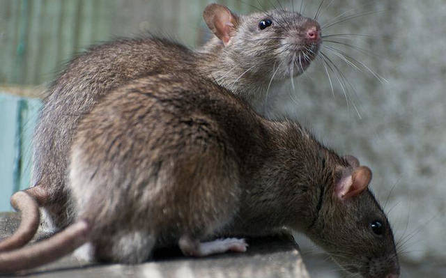 老鼠怕风油精的味道吗