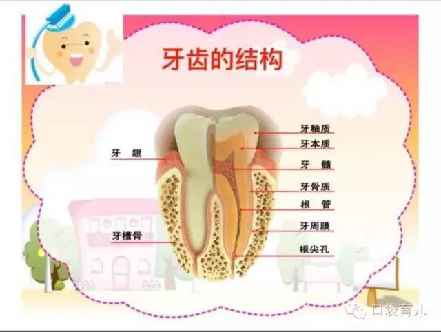 北大口腔儿童牙医讲0-6岁宝宝牙齿护理全攻略!