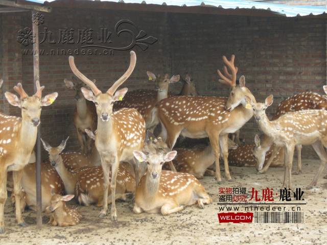 安徽省首例引进东北长白山梅花鹿