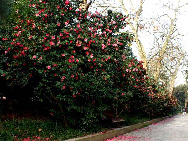 山茶花可孤植成景 是城市道路绿化提质改造,还是景区公园建设之用