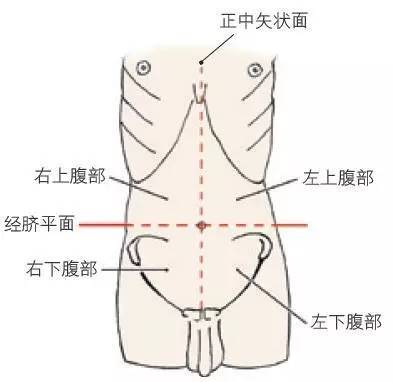 腹部的四个分区 图3 腹部的九个分区 腹前外侧壁浅筋膜 解剖概述 腹腔