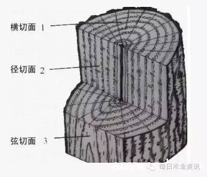 识木基本功:木材管孔分类及横,径,弦切面的特点