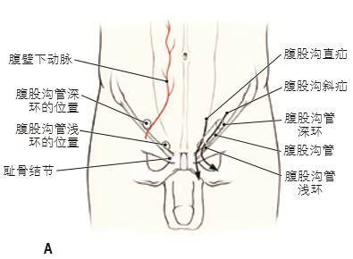 手把手教你学习腹部解剖(二)