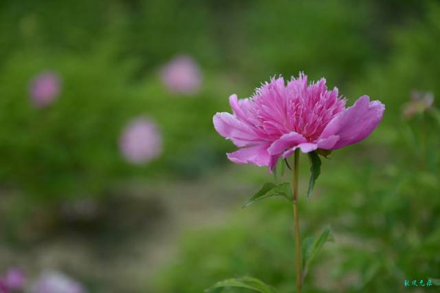 马兰花开山巅上