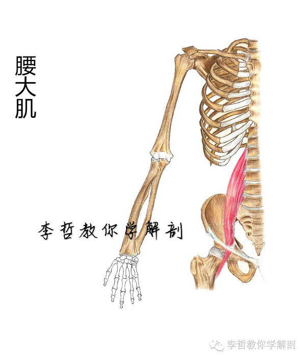 超真实的手绘肌肉解剖