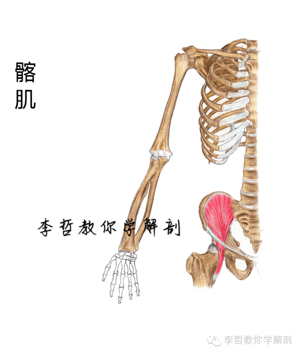 点击上方蓝色"李哲教你学解剖"快速关注 图片均是广东医科大学优秀的