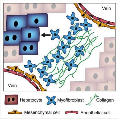 cellstemcell:首次在肝脏内将导致肝病的细胞转化为功能性的肝细胞