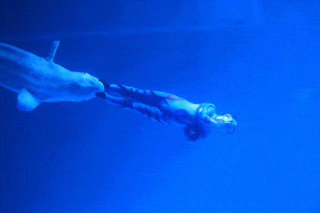 90后女孩10米水下与白鲸比憋气功夫夏日清爽一刻