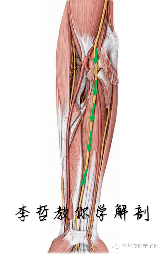 继而在前臂正中(绿色箭头)下行于指浅,深屈肌之间达腕部