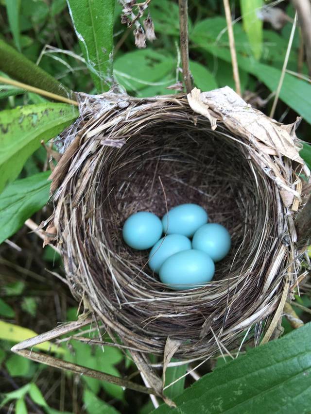 余姚市惊现5枚不明品种蓝色鸟蛋 只有花生米大小