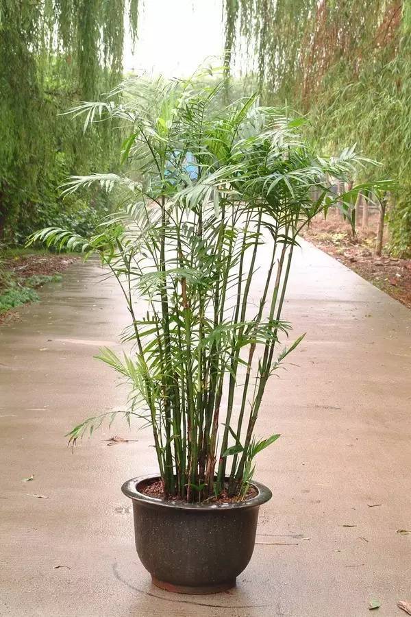 散尾葵,凤尾竹,富贵椰子和夏威夷椰子,怎么分辨