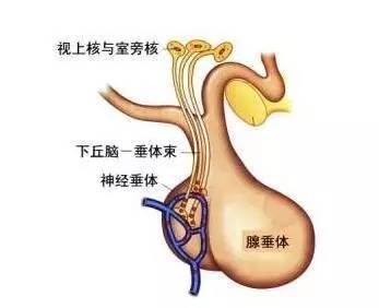 (图:下丘脑和垂体的大致结构)