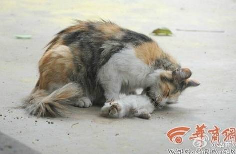 两只流浪猫崽被砍头 母猫舔尸体哀鸣