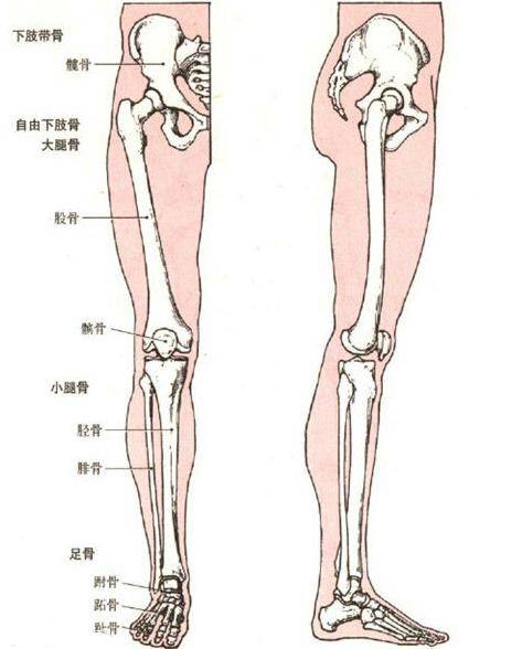 郑州锤疗培训骨骼解说之下肢骨