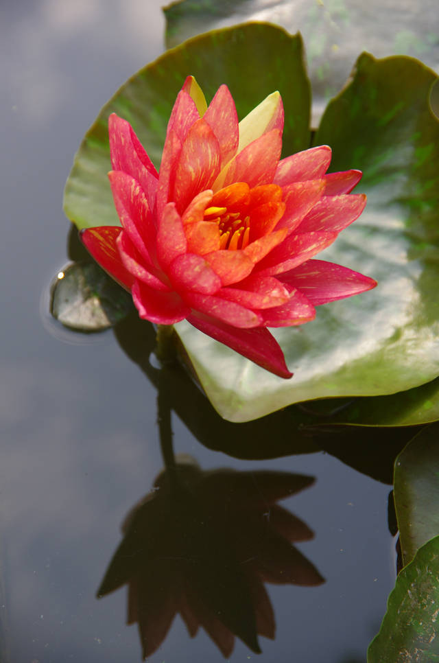 西安:植物园现神奇睡莲双色"万维莎"