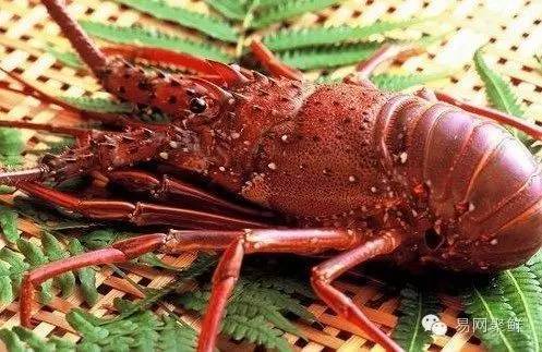 日本伊势龙虾 japanese lobster