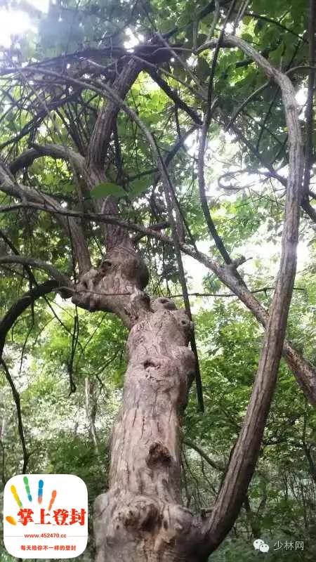 登封市发现珍稀树种——降龙木,竟然能祛邪解毒