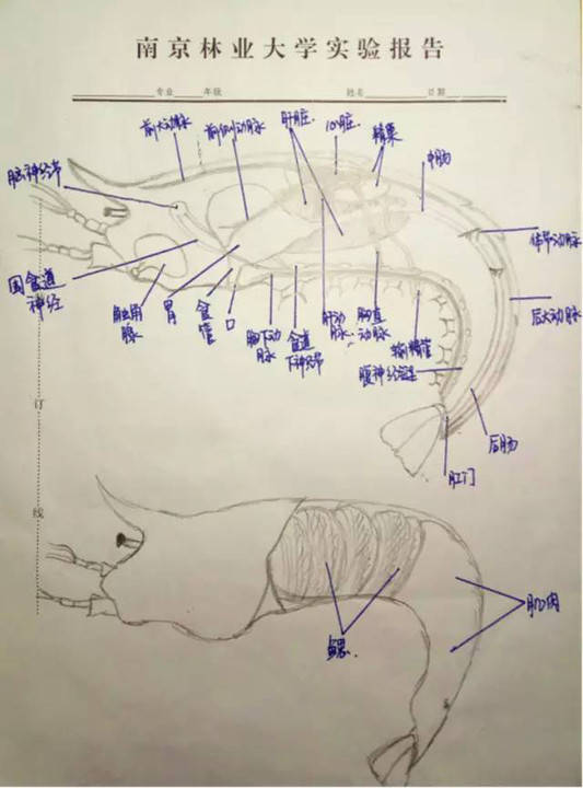 费尽九牛二虎之力战胜河蚌强大的前后闭合肌,看到了河蚌的内部,"麻雀