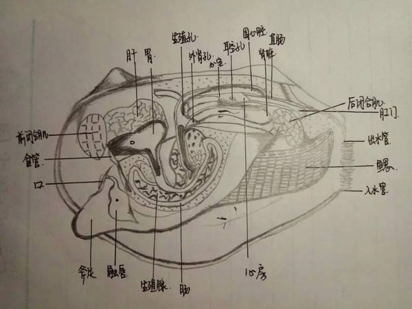 费尽九牛二虎之力战胜河蚌强大的前后