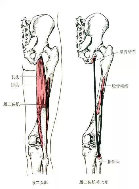 股四头肌有四个头,分别称为股直肌,股外侧肌,股中间肌及股内侧肌.