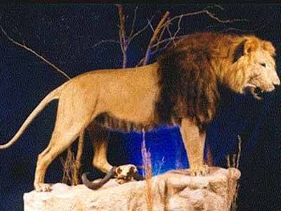 开普狮又称好望角狮,是迄今最大的已认可狮子亚种