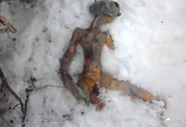 南极圈附近发现外星人尸体?