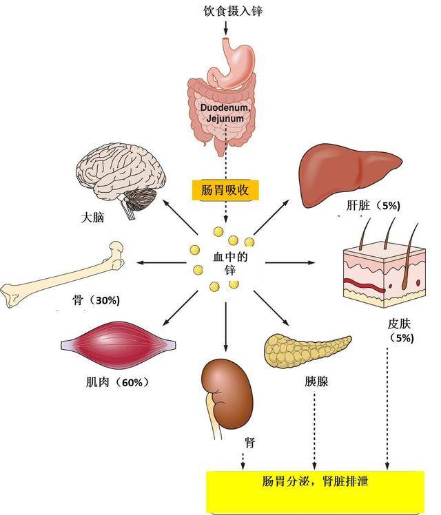 当锌的摄入不足(比如吃进的少),吸收减少(有胃肠道疾病),或丢失过多