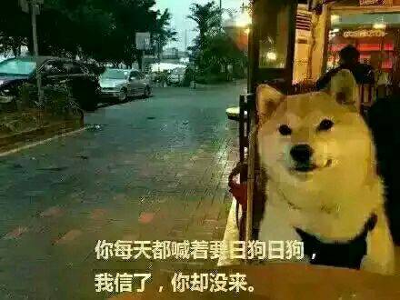 史上最全的doge表情包,伸手党不要错过