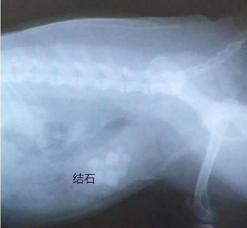 狗狗为什么会得膀胱结石膀胱结石如何治疗预防