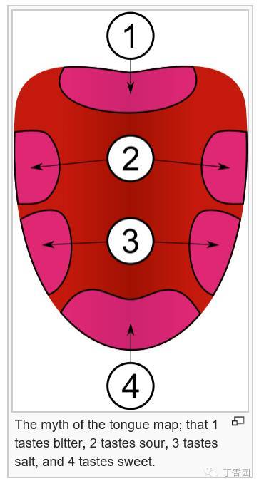 传统认为,味蕾的分布是有区域的 这个故事实在太广为流传了,大家都