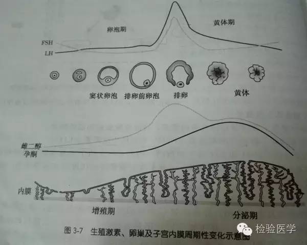 一般为21~35日,分为卵泡期,排卵期和黄体期