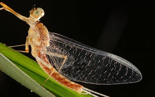 亚成虫是不完全变态类昆虫发育过程中的一个特殊阶段,仅见于蜉蝣目.