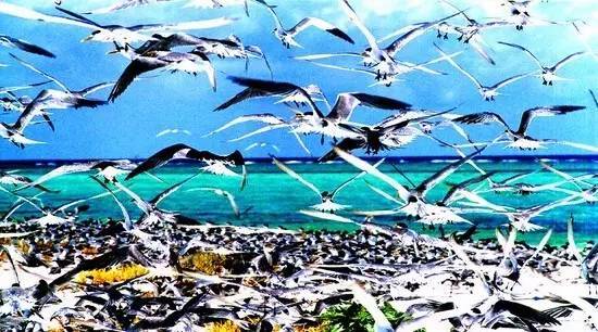 沙柔软,是一个无人岛,不允许游泳 西沙群岛也是鸟的天下,岛上有一片片