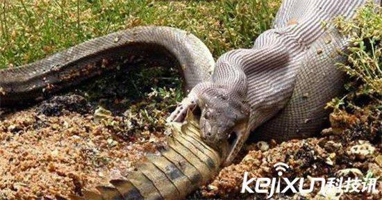 蟒蛇和鳄鱼都是动物世界非常恐怖的动物,近日,有摄影师拍下巨蟒吞噬