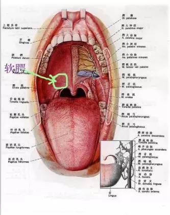 厌食 在口腔两颊粘膜与唇内舌边软腭(如下图)也散在有红斑与疱疹