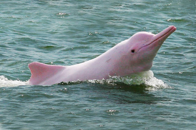 一个海豚品种,又名亚马逊淡水豚或粉红河豚,粉红淡水豚,英文俗称boto