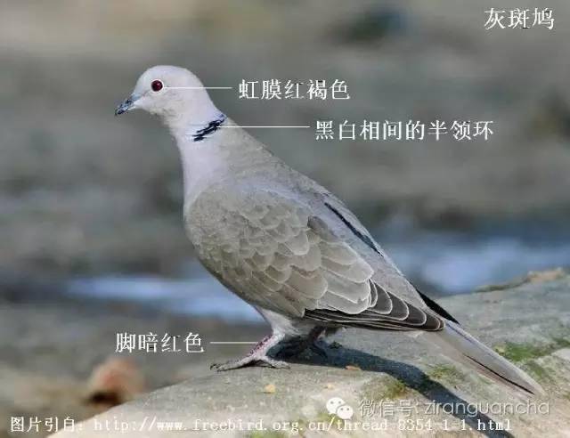 中国境内的5种斑鸠,你分得清吗