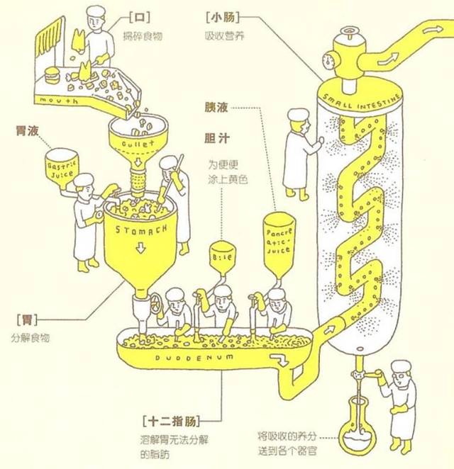 要想讲清楚大便是怎样形成的,可不是件容易事儿.