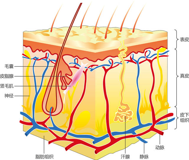 一,皮肤渗透如何起作用