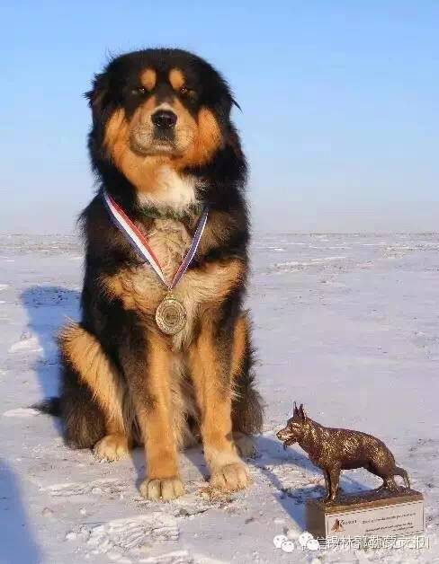 中国本土最罕见狗:蒙古獒和下司犬,不输藏獒
