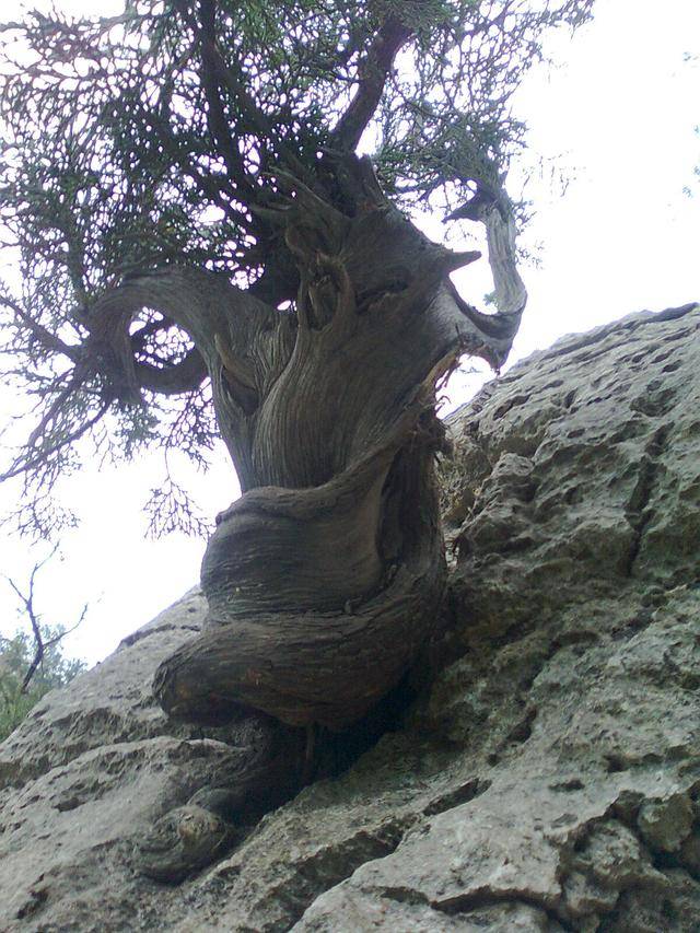 这棵万年崖柏树虽然已经死去,但在赵廷凯心里却永远活着.