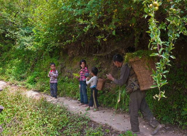 大山里的孩子:6岁就上山割草 还没背篓高