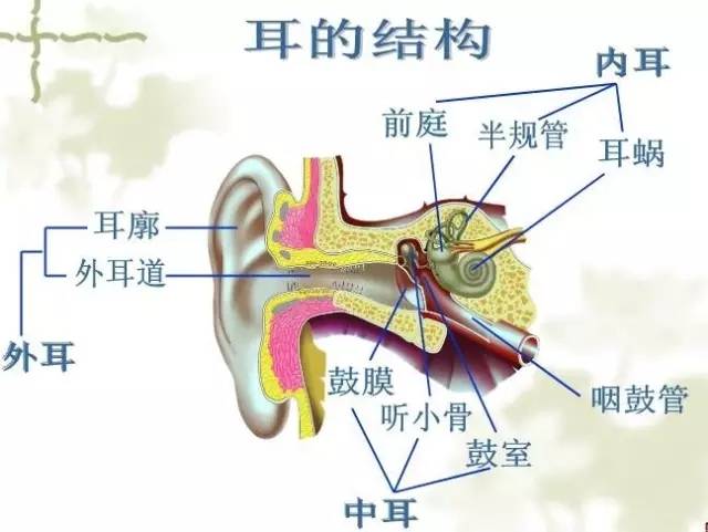 耳朵各部分功能详解_手机搜狐网