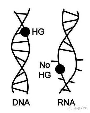 为何构成生命蓝图的是dna,而非rna?nature子刊改写教科书