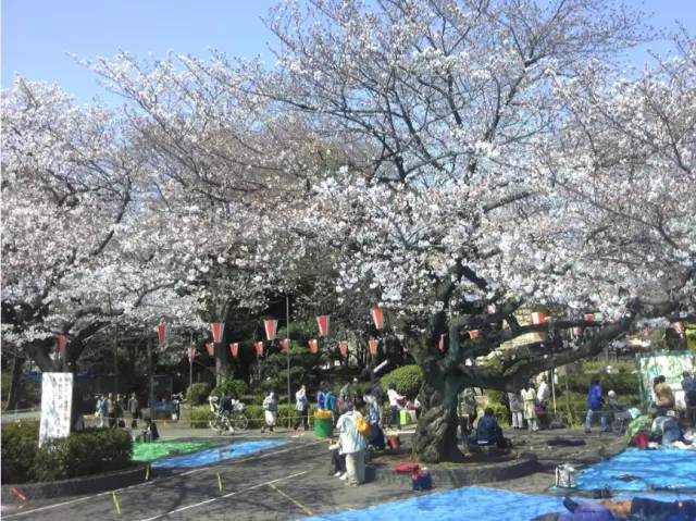 当日本遇上赣州日本樱花 vs 赣县樱花 上野公园樱花