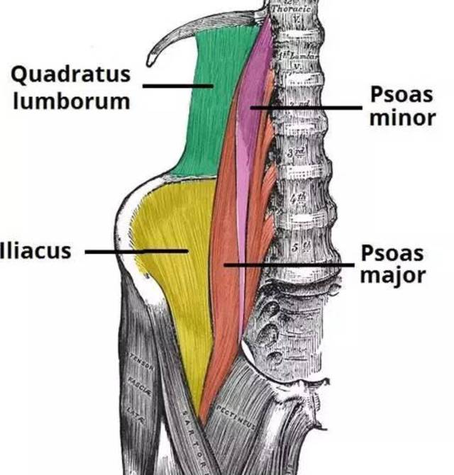 臀部肌肉的解剖和拉伸